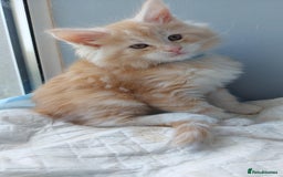 Maine Coon cats for sale: Purebred Maine Coons Ginger/Cream 2 boys, 2 girls - Image 7