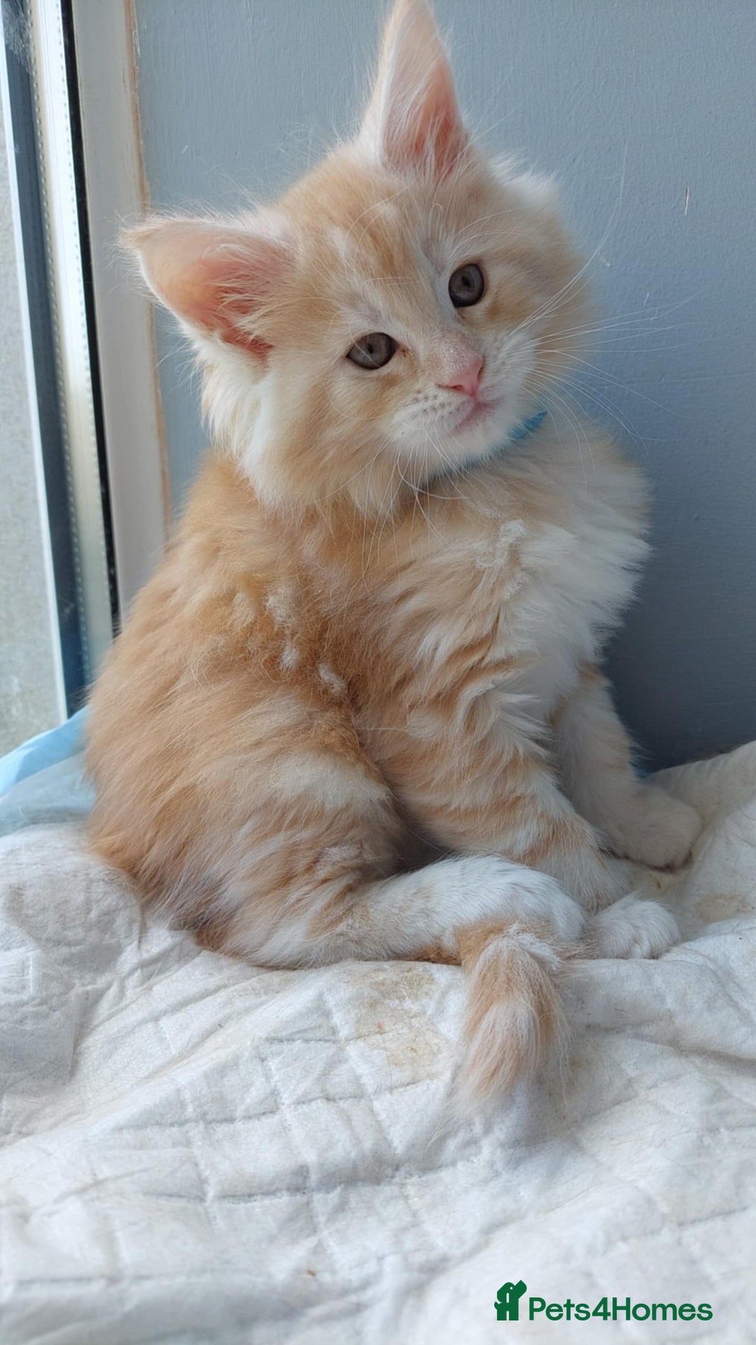 Maine Coon cats for sale: Purebred Maine Coons Ginger/Cream 2 boys, 2 girls - Image 7