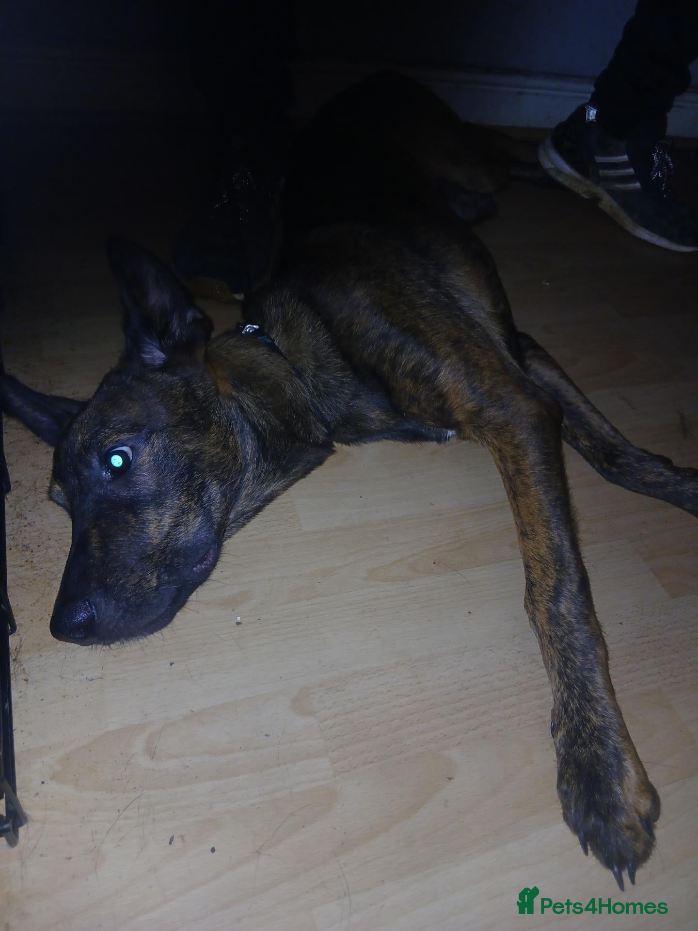 Belgian Shepherd Dog dogs Shepherd 8 months old puppy - Advert 3