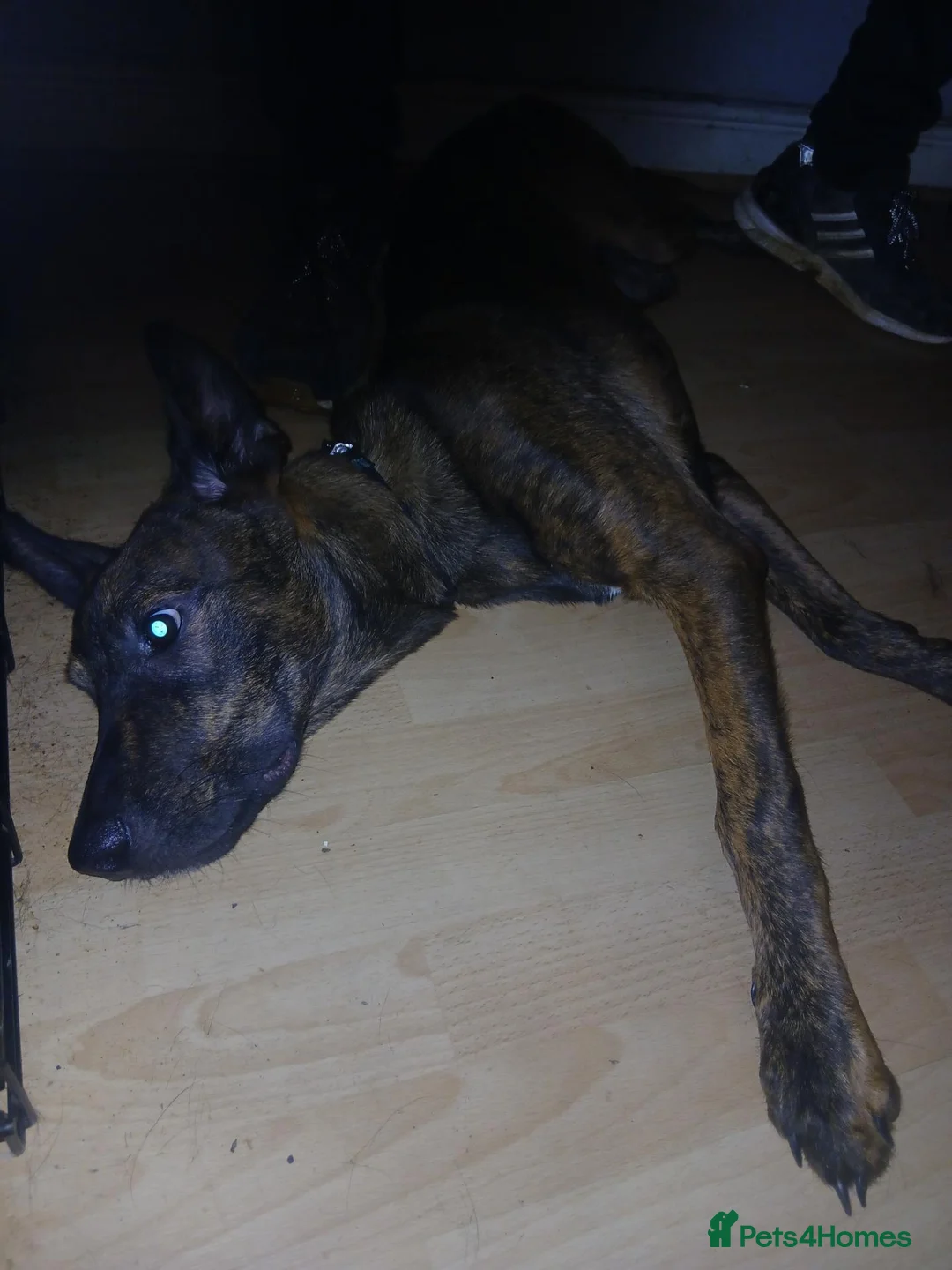 Belgian Shepherd Dog dogs for sale: Shepherd 8 months old puppy - Advert 1