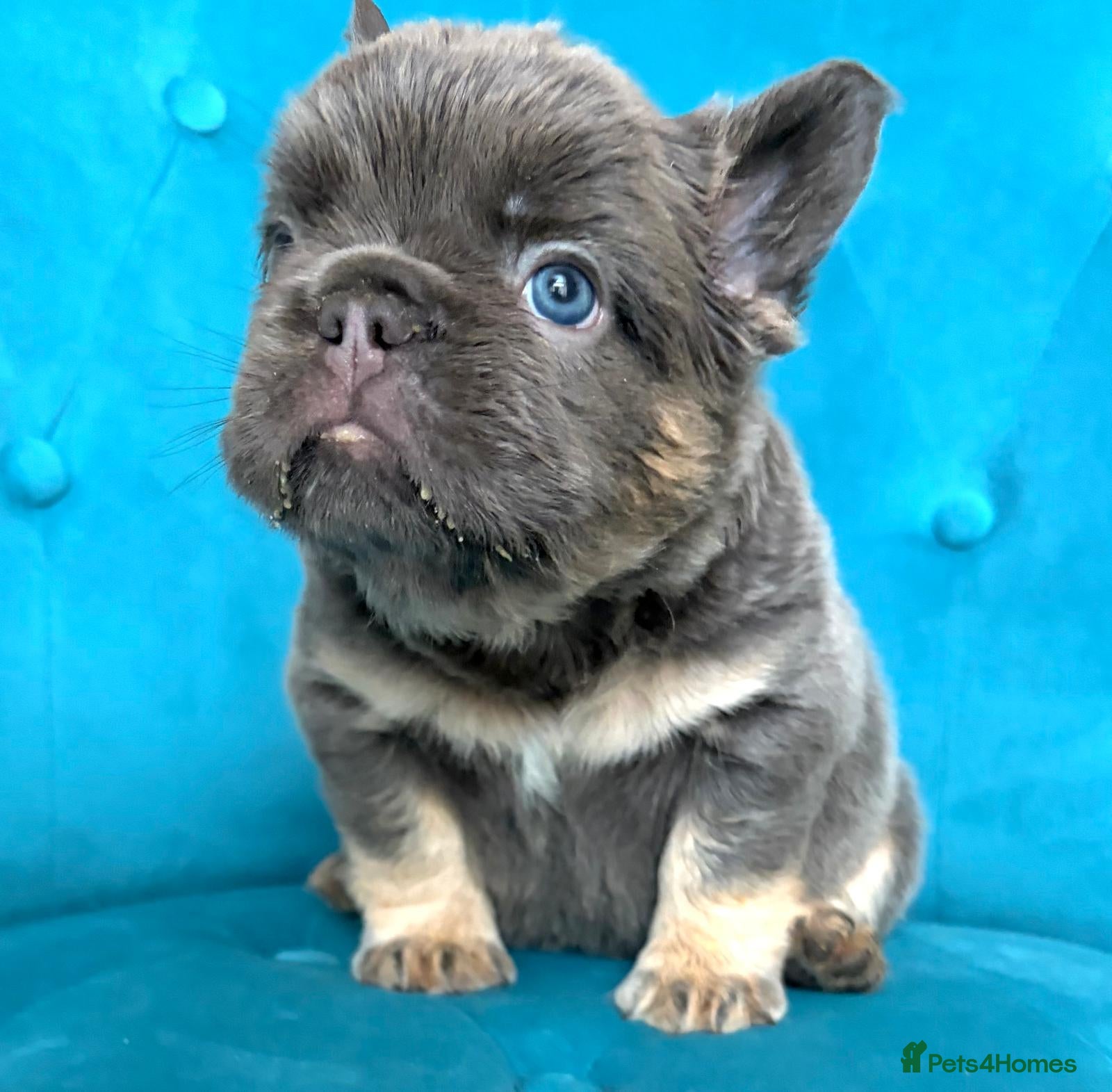 French Bulldog dogs 🐻Lilac,blue🐻 - Advert 1