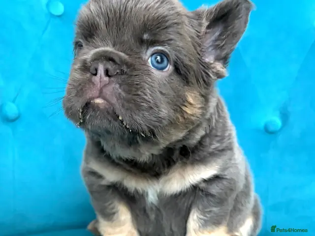 French Bulldog dogs for sale: 🐻READY NOW Lilac🐻 - Advert 2