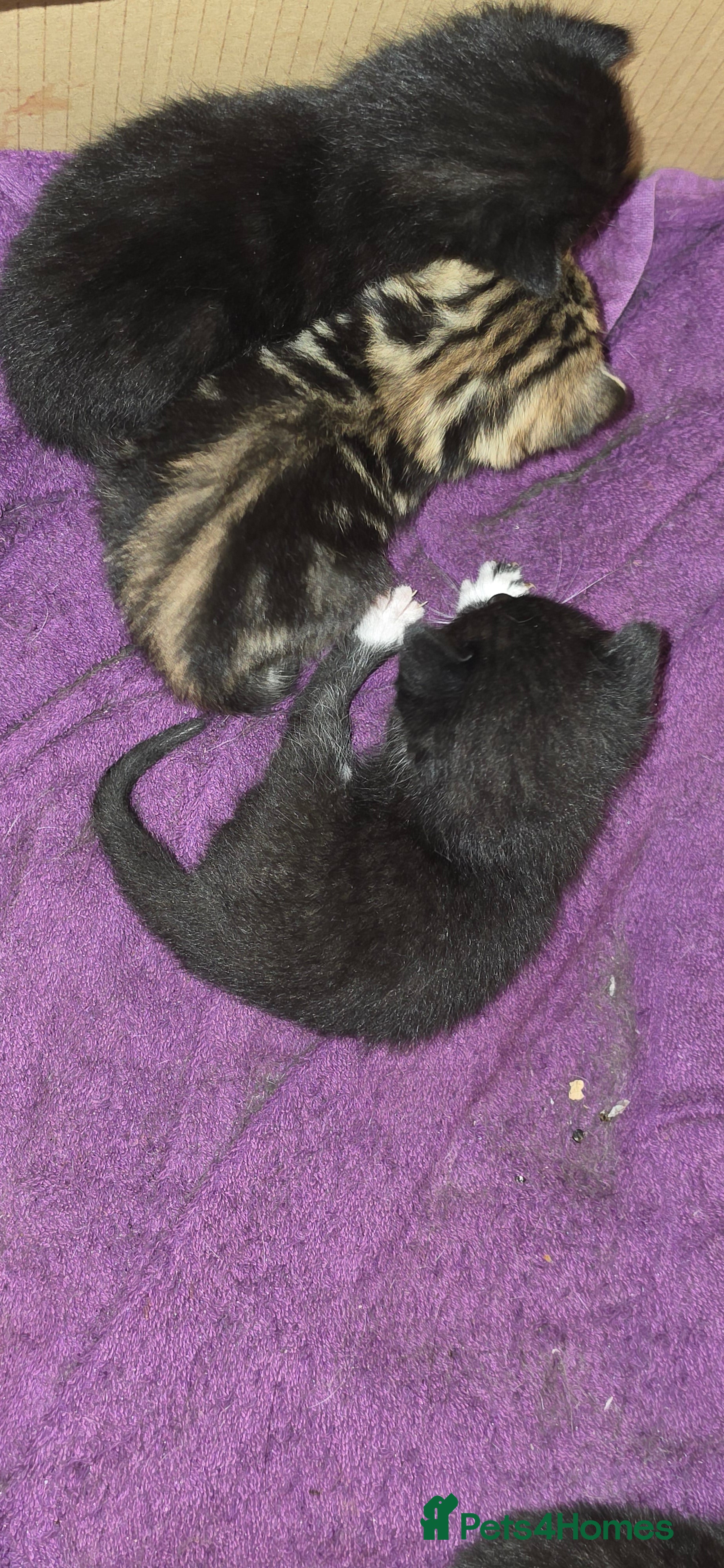 Mixed Breed cats 7 kittens, Mackerel, Ghost marked, Blotchy, Tuxedo - Advert 14