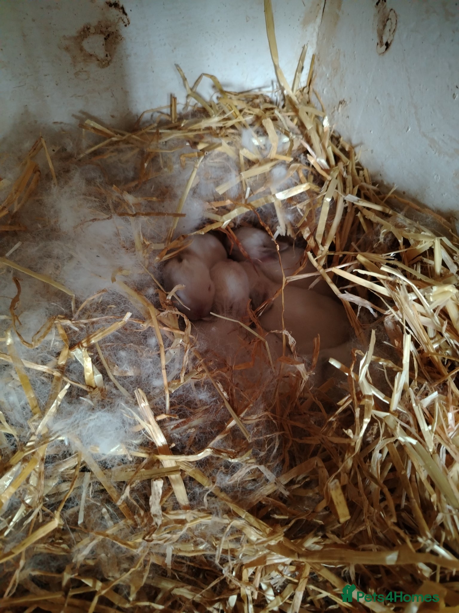 Californian rabbits for sale: Californian White Buck Kits - READY 18TH JUNE - Advert 3