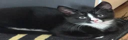 Mixed Breed cats for sale: 4 gorgeous playful kittens in Derby - Advert 1