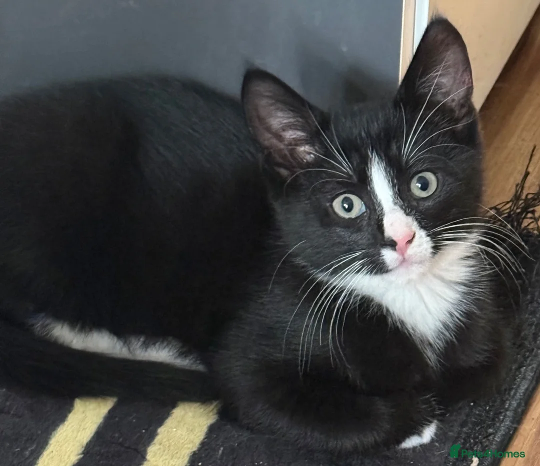 Mixed Breed cats for sale: 4 gorgeous playful kittens in Derby - Advert 1