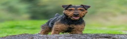 Lakeland Terrier dogs for stud: Stunning lakeland working terrier in Newark - Advert 2
