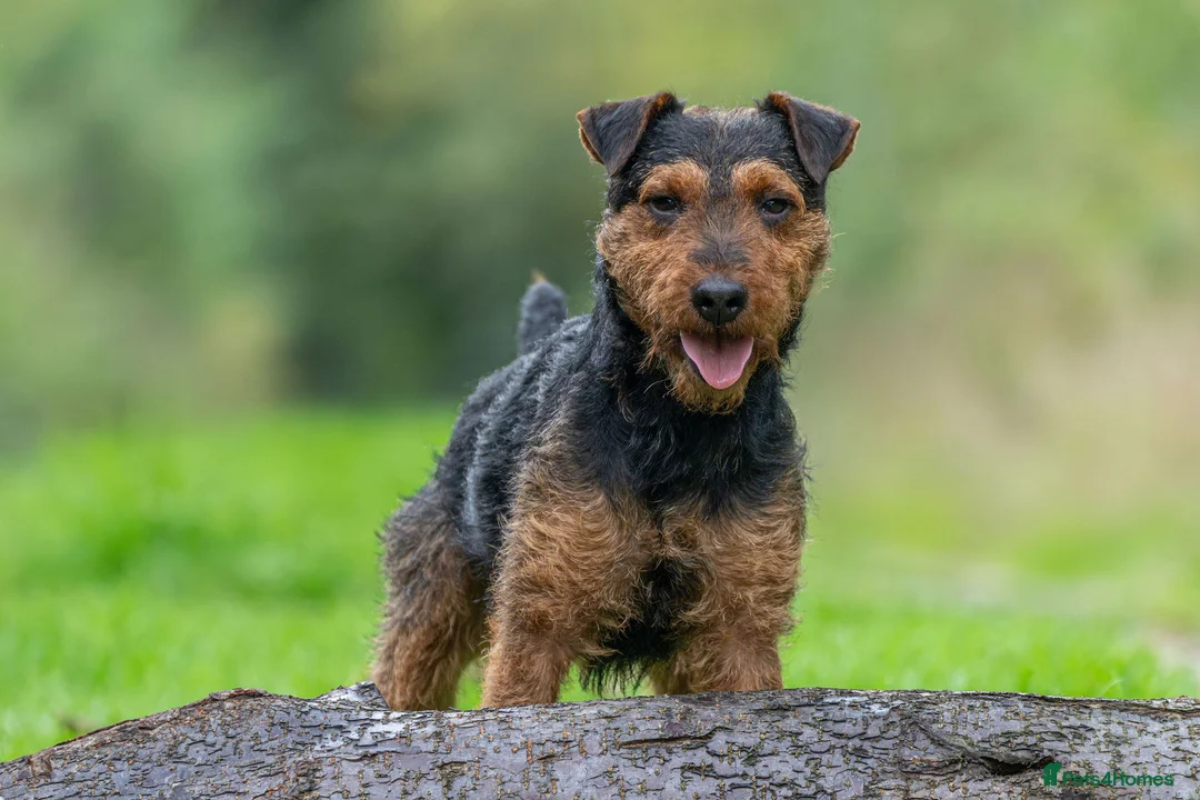 Lakeland Terrier dogs for stud: Stunning lakeland working terrier in Newark - Advert 2
