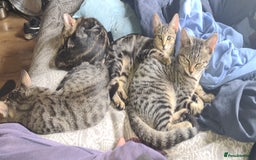 Bengal cats for sale: Mixed bengal kittens   - Image 2