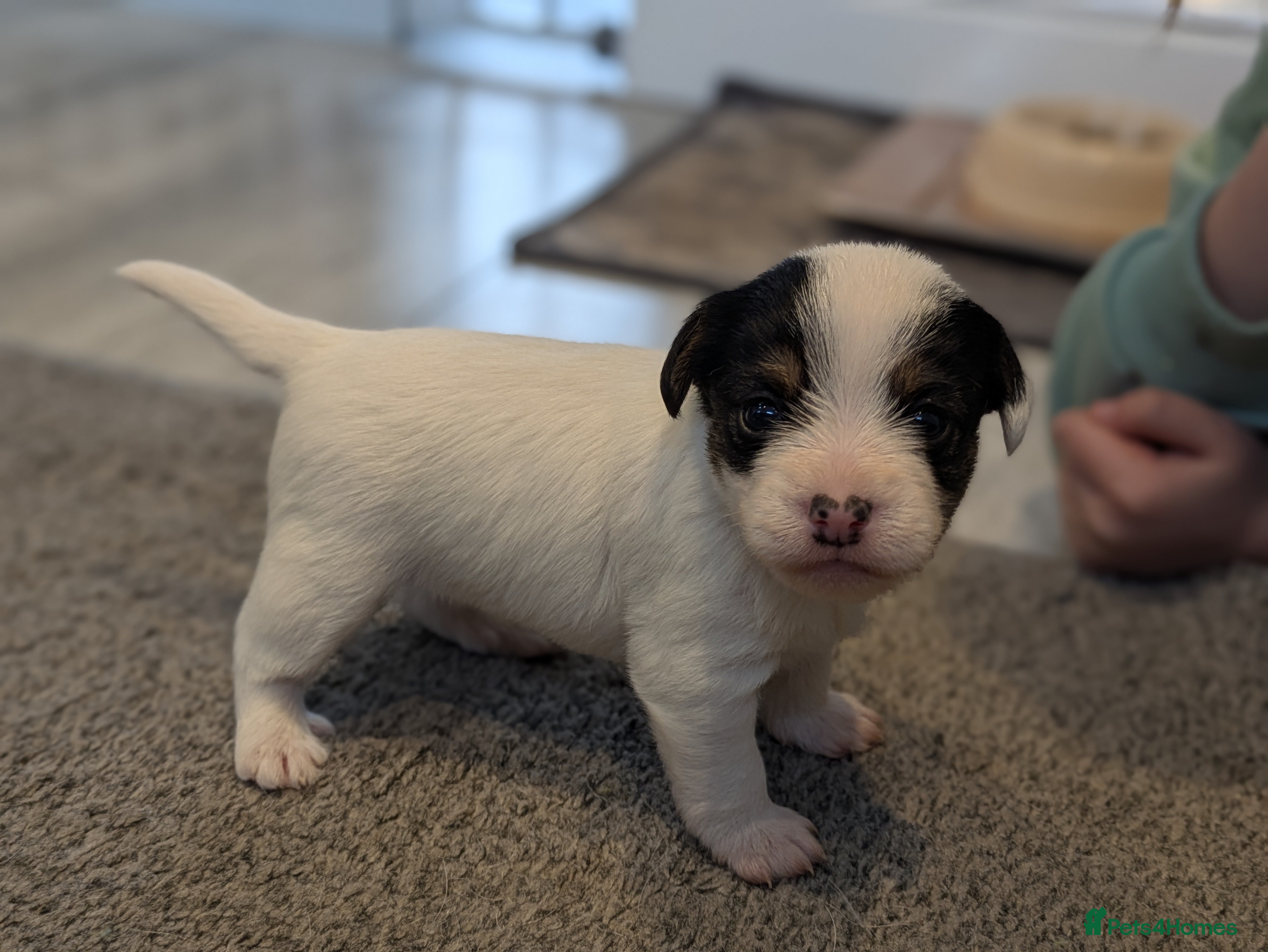 Jack Russell dogs Jack Russell Puppies - Advert 1