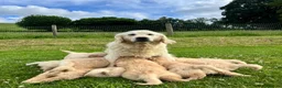 Golden Retriever dogs for sale: Beautiful KC Golden Retriever Puppies - Advert 7