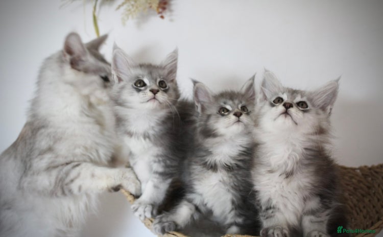 Maine Coon cats - Advert 8