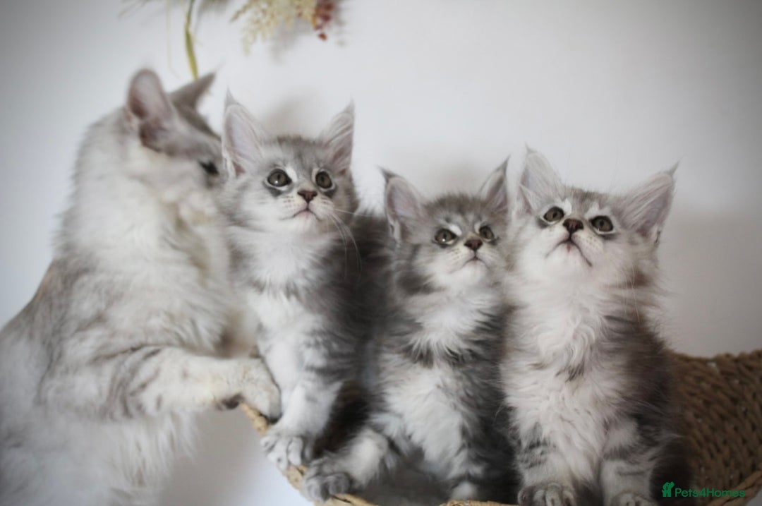 Maine Coon cats for sale: Maine Coon - snow - 1 female left, TICA Maine coons, ,shaded lines - Image 7