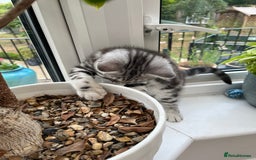 British Shorthair cats for sale: British Shorthair Classic Silver Tabby - Image 6
