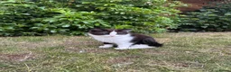 British Longhair cats for sale: Last adorable kitten ready to go - Advert 7