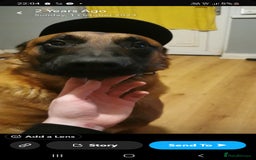 Belgian Shepherd Dog dogs for sale: Xl Belgium malinois pups dad kc regged  - Image 6