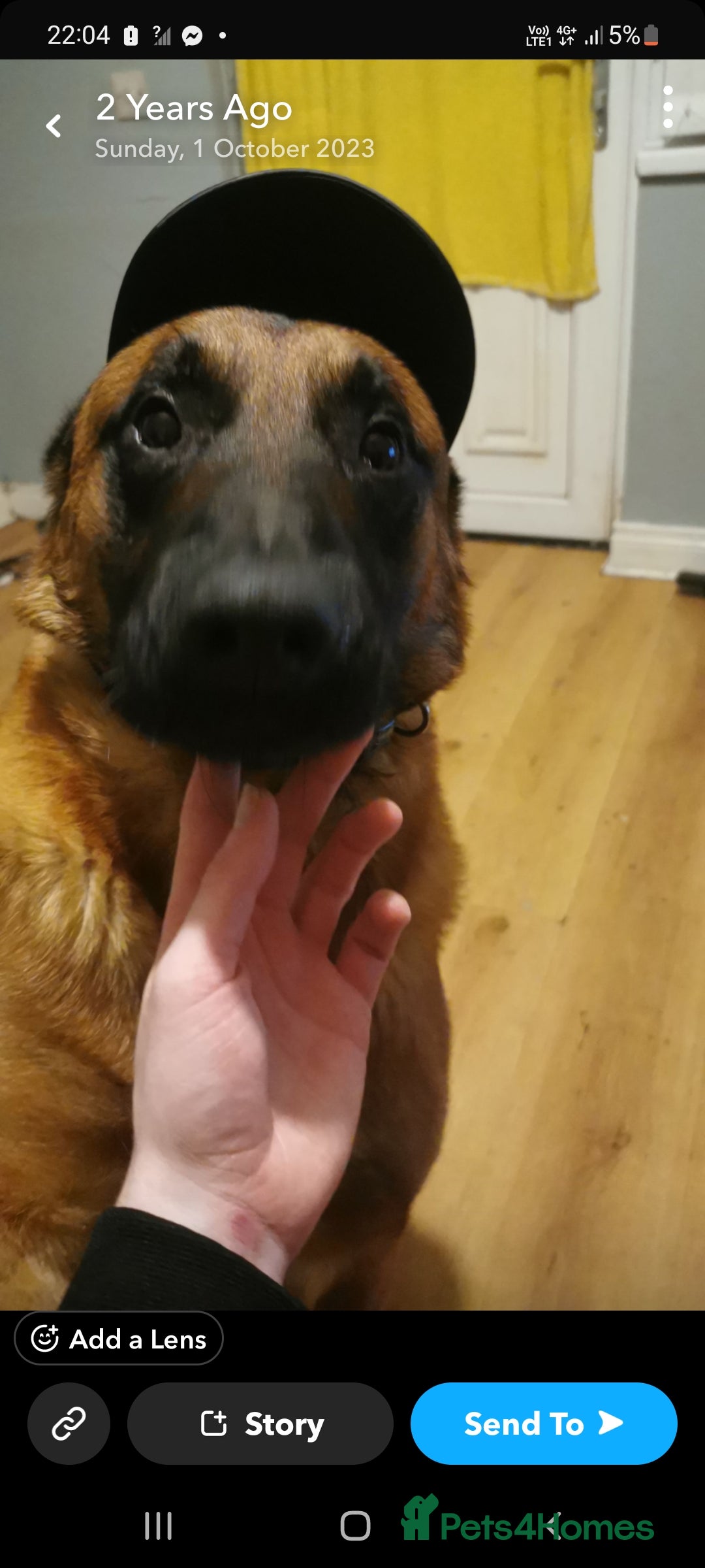 Belgian Shepherd Dog dogs for sale: Xl Belgium malinois pups dad kc regged  - Image 6