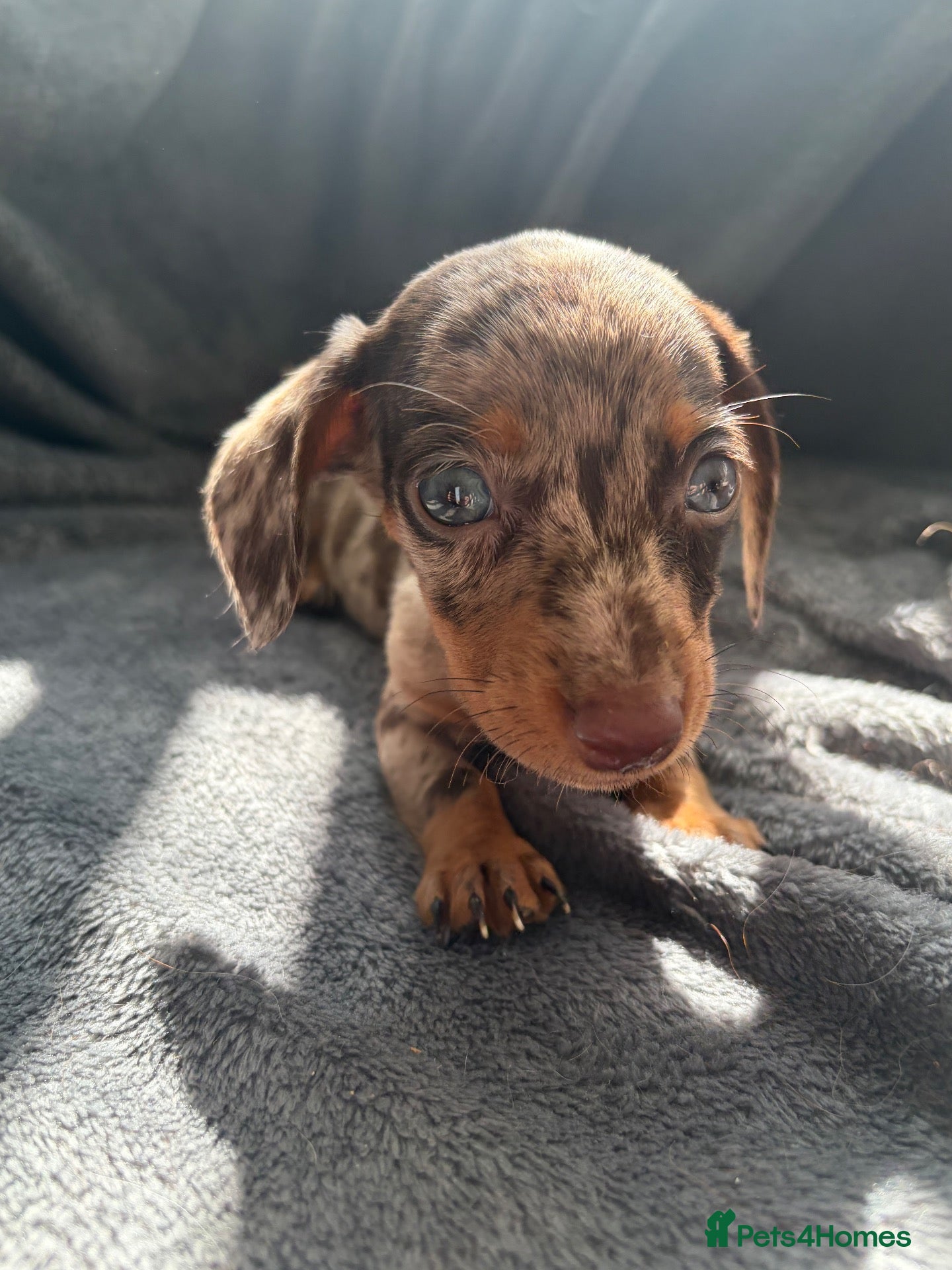 Miniature Dachshund dogs 🐾 KC Registered Miniature Dachshund Puppies 🐾 - Advert 12