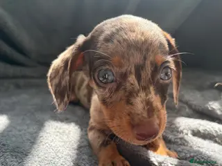 Miniature Dachshund dogs 🐾 KC Registered Miniature Dachshund Puppies 🐾 - Advert 2