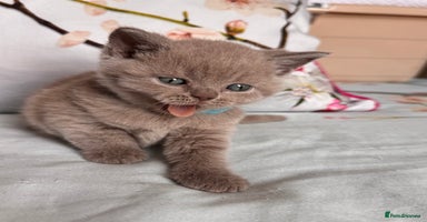 British Shorthair cats - Advert 4