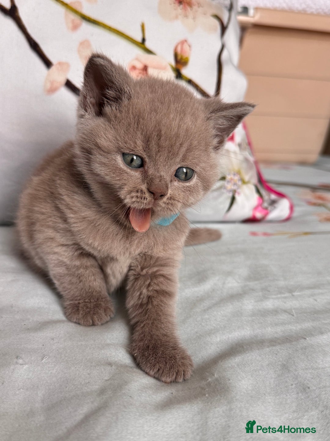 British Shorthair cats for sale: Beautiful British Shorthair Kittens 💝 - Image 3