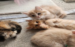 Ragdoll cats for sale: Beautiful Ragdoll Kittens  - Image 2