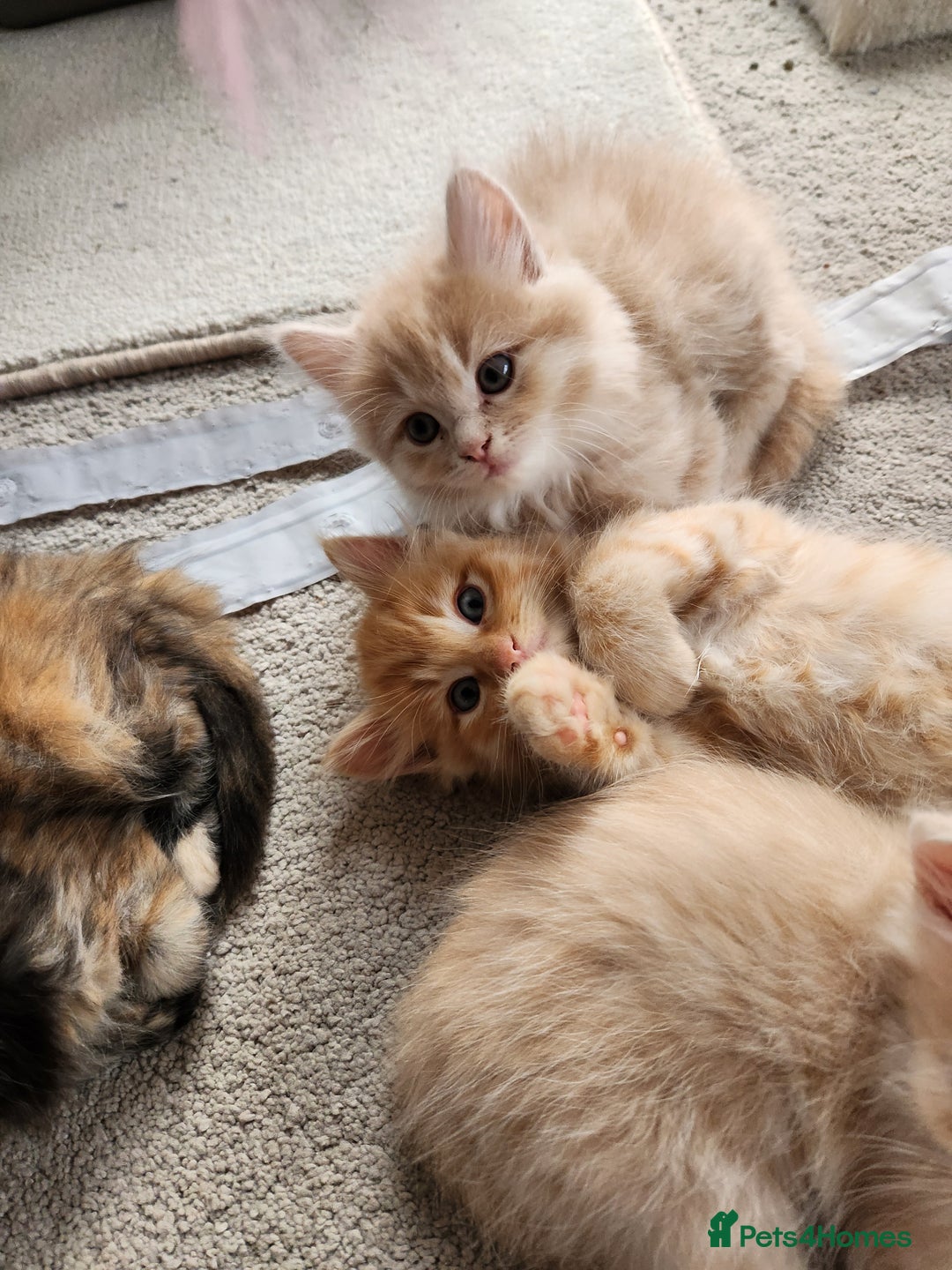 Ragdoll cats for sale: Beautiful Ragdoll Kittens  - Image 2