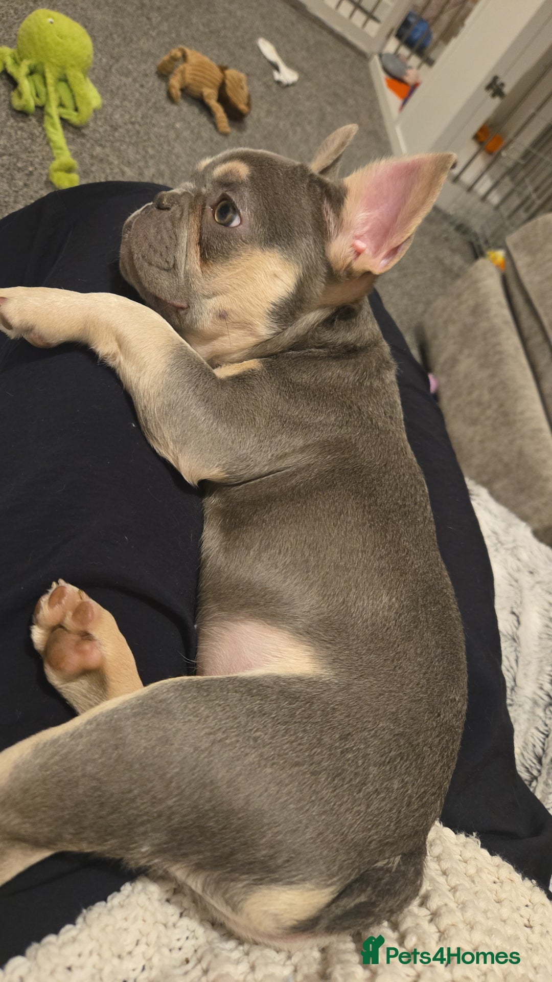 French Bulldog dogs for sale: Male lilac French bulldog  - Advert 2