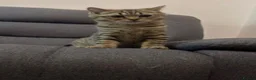British Shorthair cats for sale: Beautiful British Shorthair kittens  in Edgware - Advert 2