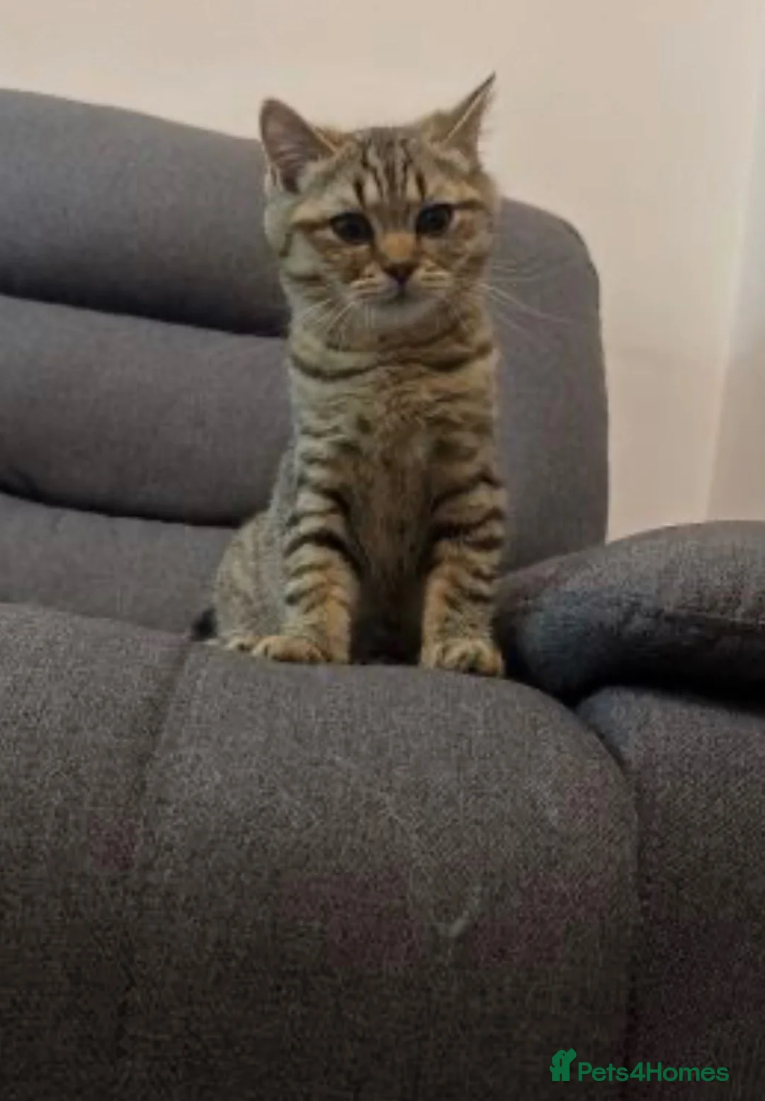 British Shorthair cats for sale: Beautiful British Shorthair kittens  in Edgware - Advert 2