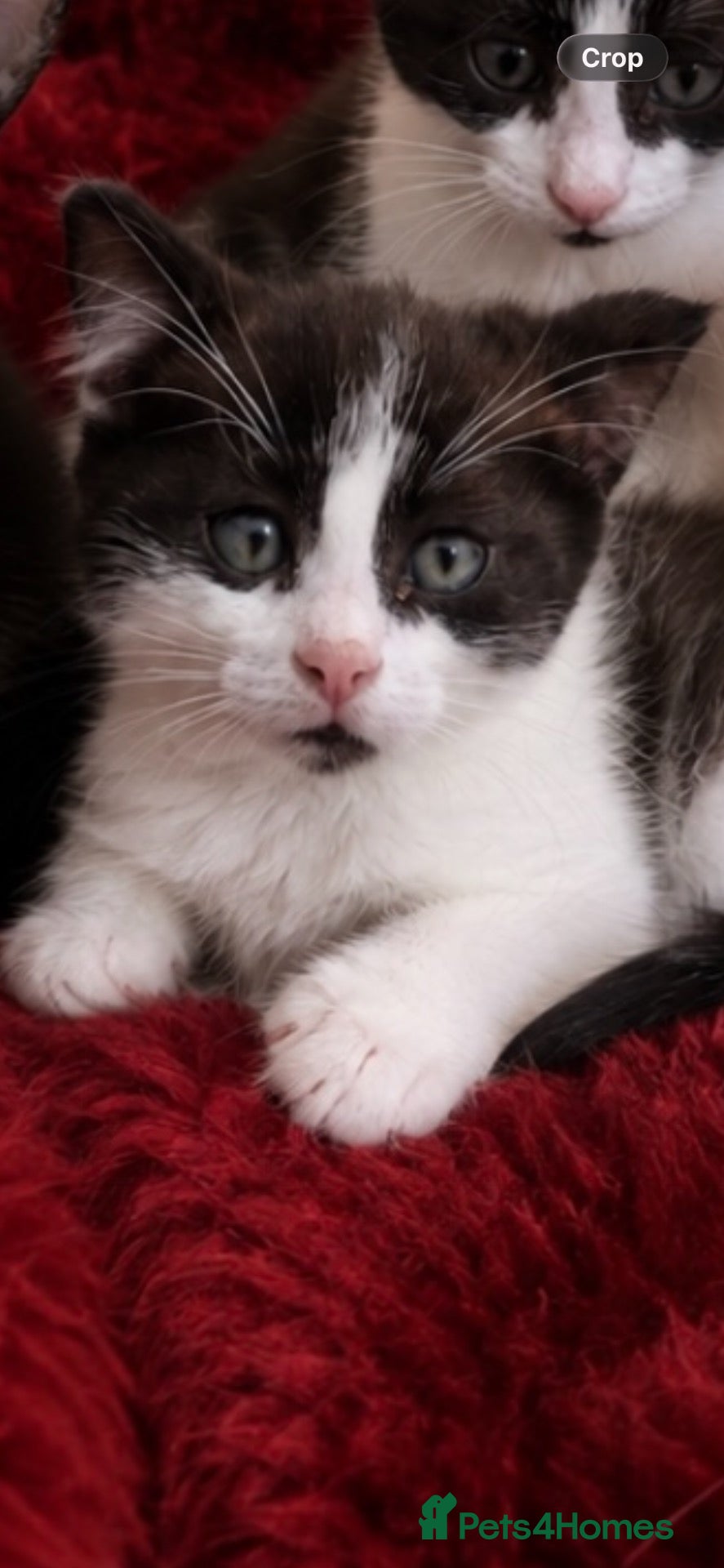 Mixed Breed cats 4 beautiful kittens for sale - Advert 7