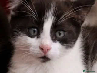 Mixed Breed cats 4 beautiful kittens for sale - Advert 7