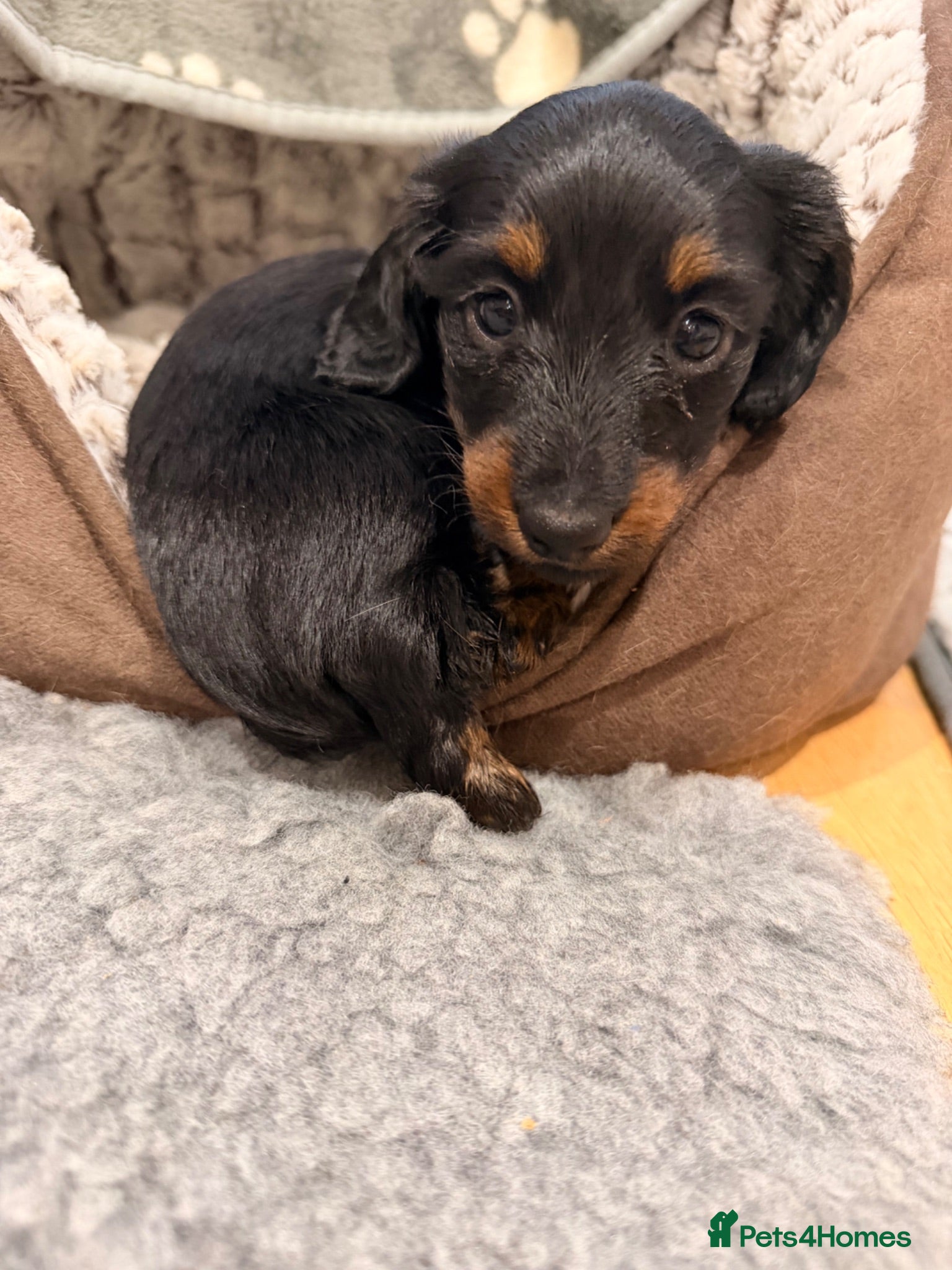 Miniature Dachshund dogs 🐾 Beautiful Miniature Dachshund Puppies 🐾  - Advert 2