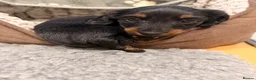 Miniature Dachshund dogs for sale: READY TO GO 🐾 Beautiful Mini Dachshund  - Advert 6