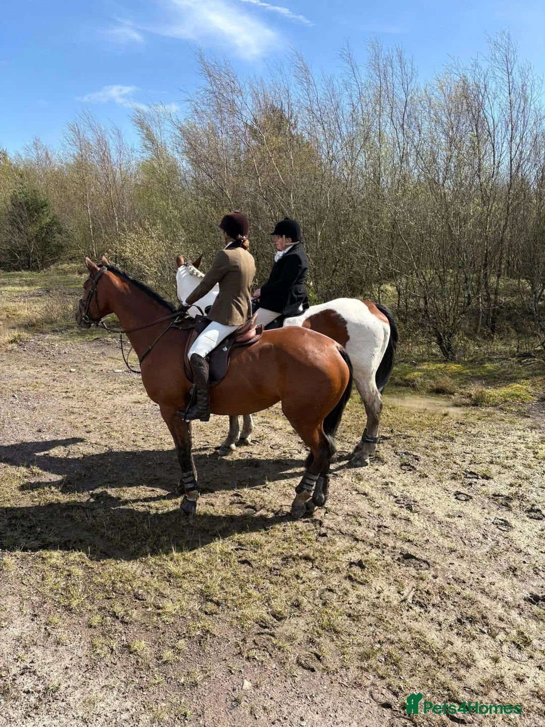 Irish Sports horses for sale: Clover 🍀  - Advert 2