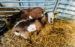 Goats livestock for sale: 2 Beautiful Pygmy’s - 1 Nannie & 1 Wether - Image 3