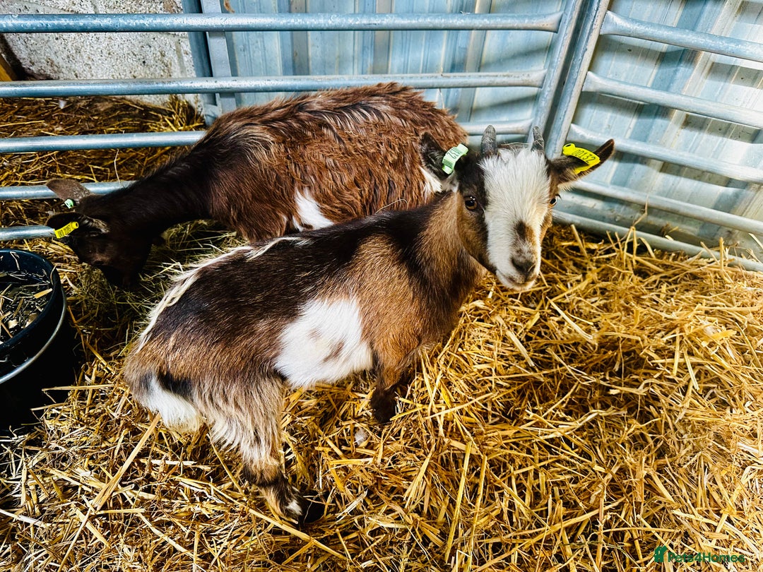 Goats livestock for sale: 2 Beautiful Pygmy’s - 1 Nannie & 1 Wether - Image 3