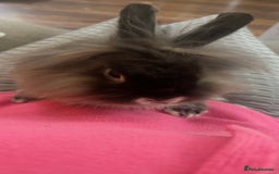 Netherland Dwarf rabbits for sale: Netherland Dwarf / Miniture Lionhead babies - Image 8