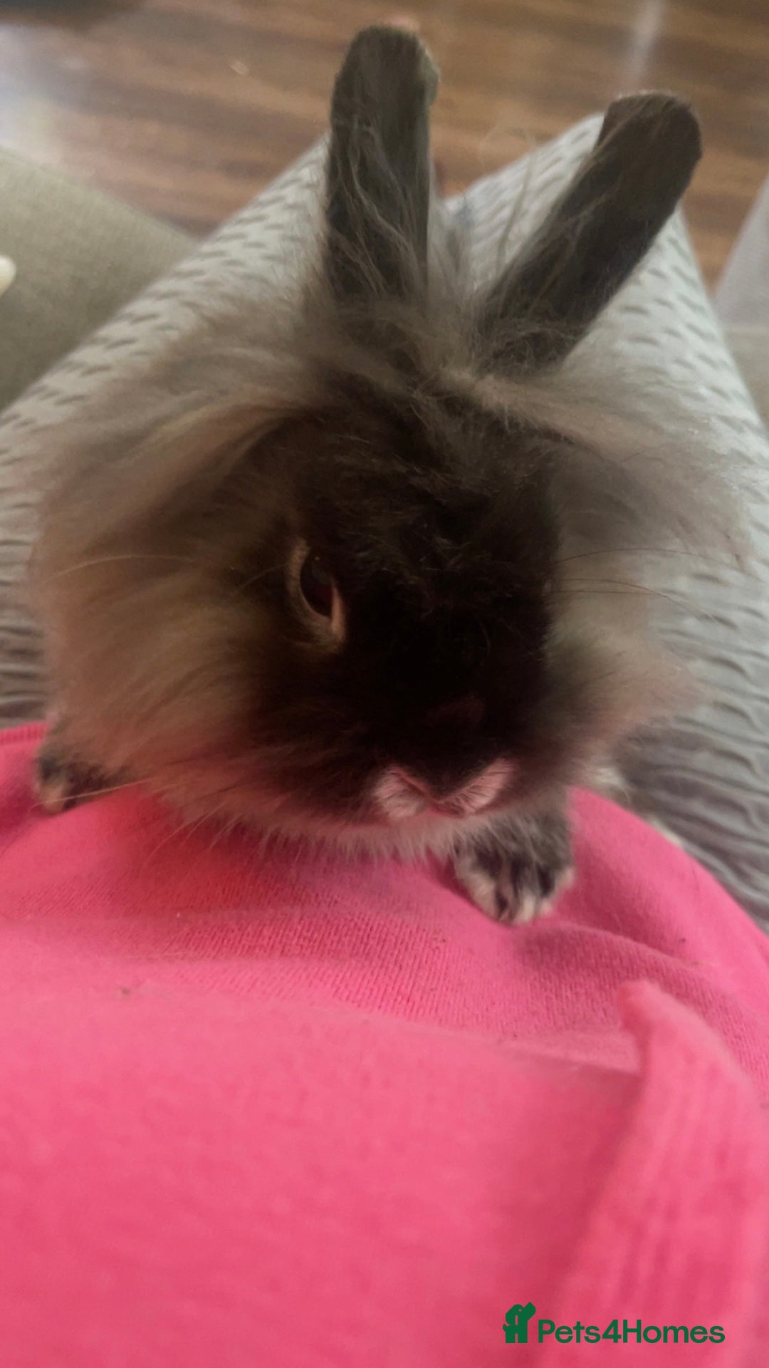Netherland Dwarf rabbits for sale: Netherland Dwarf / Miniture Lionhead babies - Image 8