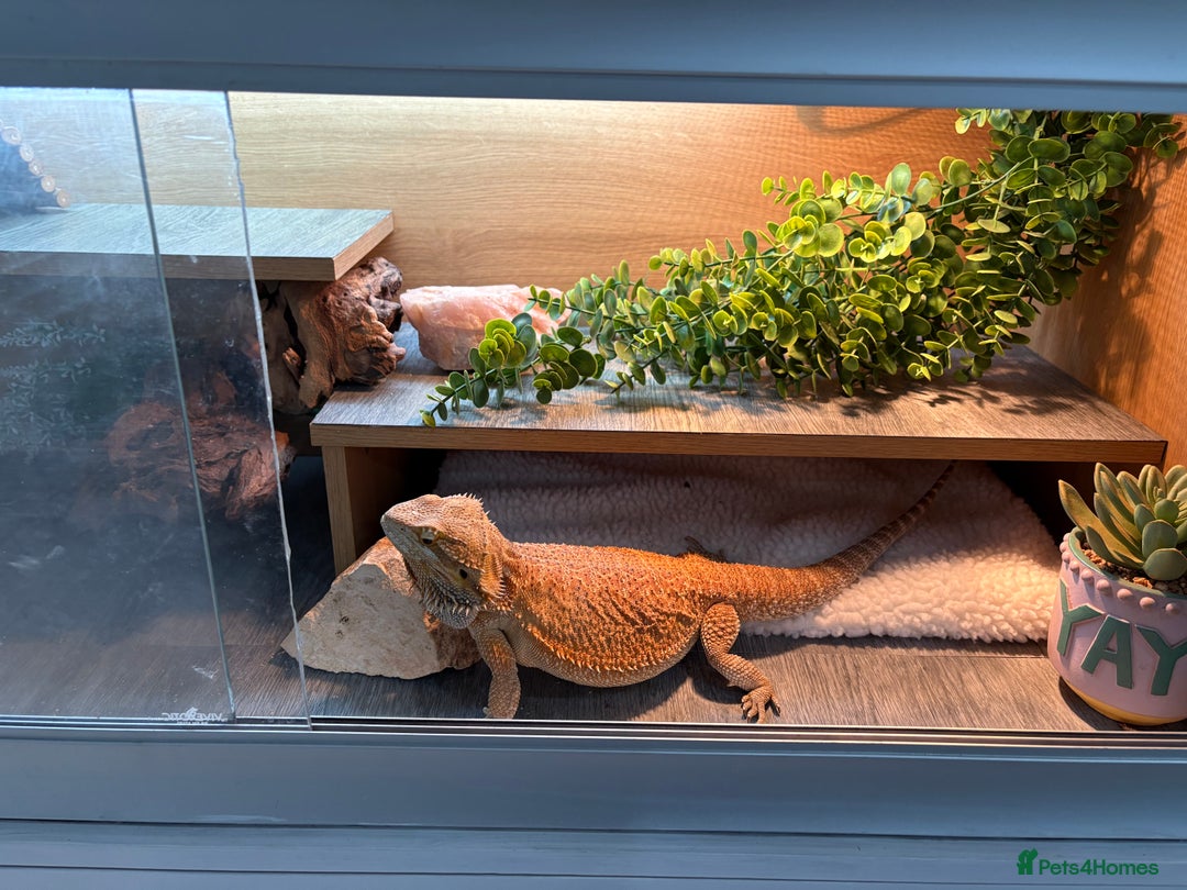 Bearded Dragon reptiles for sale: Boy Bearded dragon 2 years and full set up - Image 1