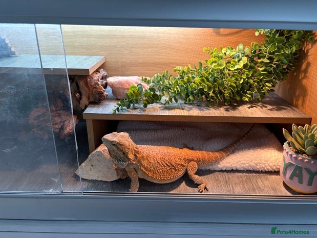 Bearded Dragon reptiles - Advert 1