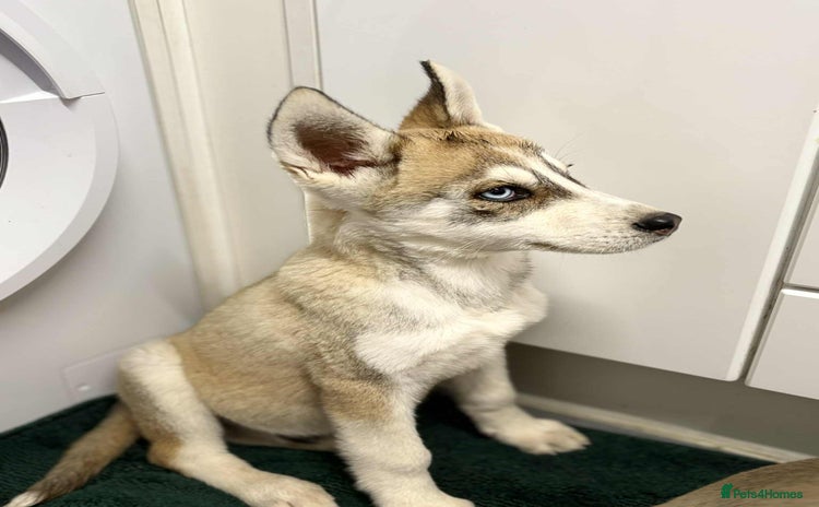 Shepsky dogs - Advert 1