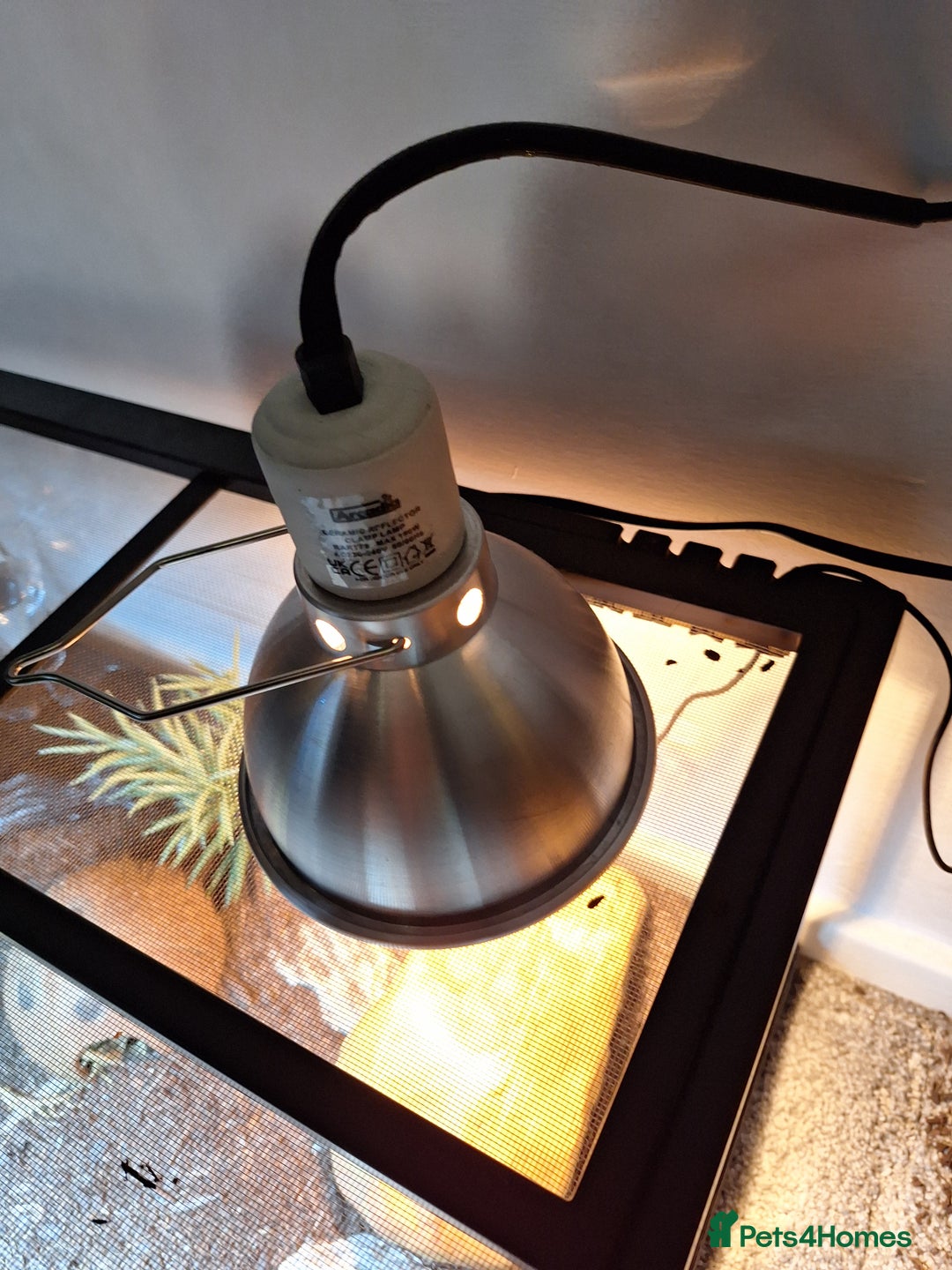 Gecko reptiles for sale: Leopard Gecko 3 month + all equipment option - Advert 6