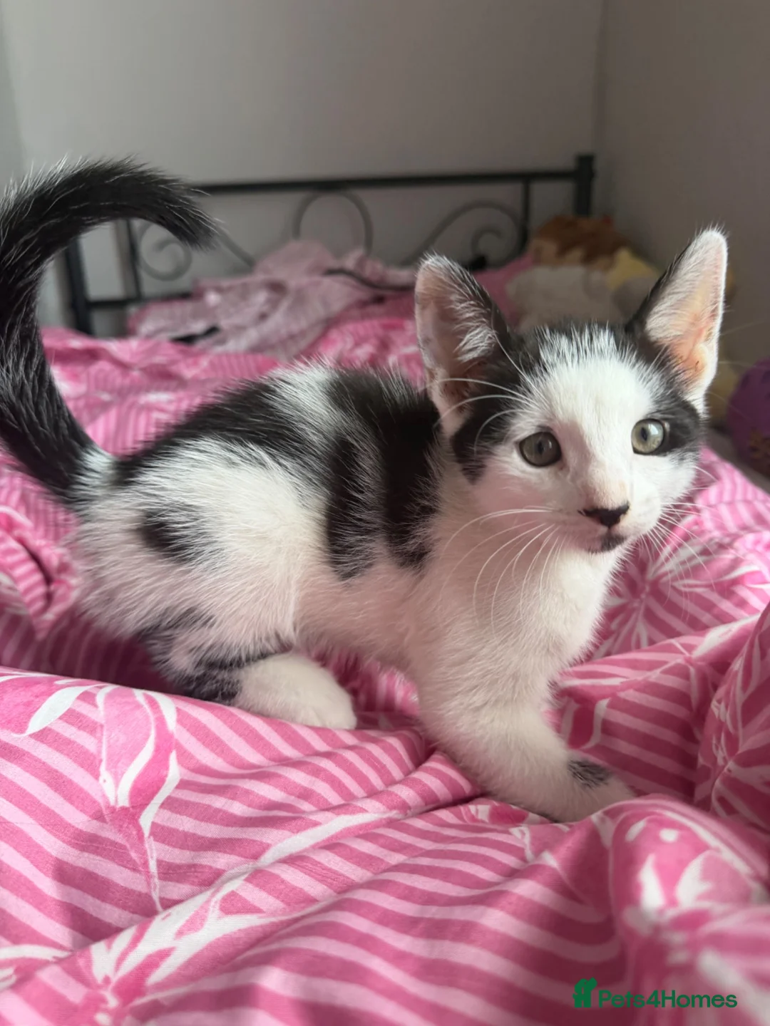 Mixed Breed cats for sale: 2 playful beautiful girls looking for new homes  - Advert 8