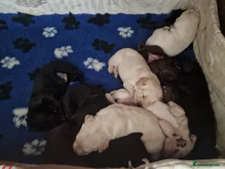 Labrador Retriever dogs Pedigree labrador puppies all 3 colours - Advert 2