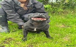 Staffordshire Bull Terrier dogs for sale: Quality Black to blue Staffordshire bull terrier - Image 17