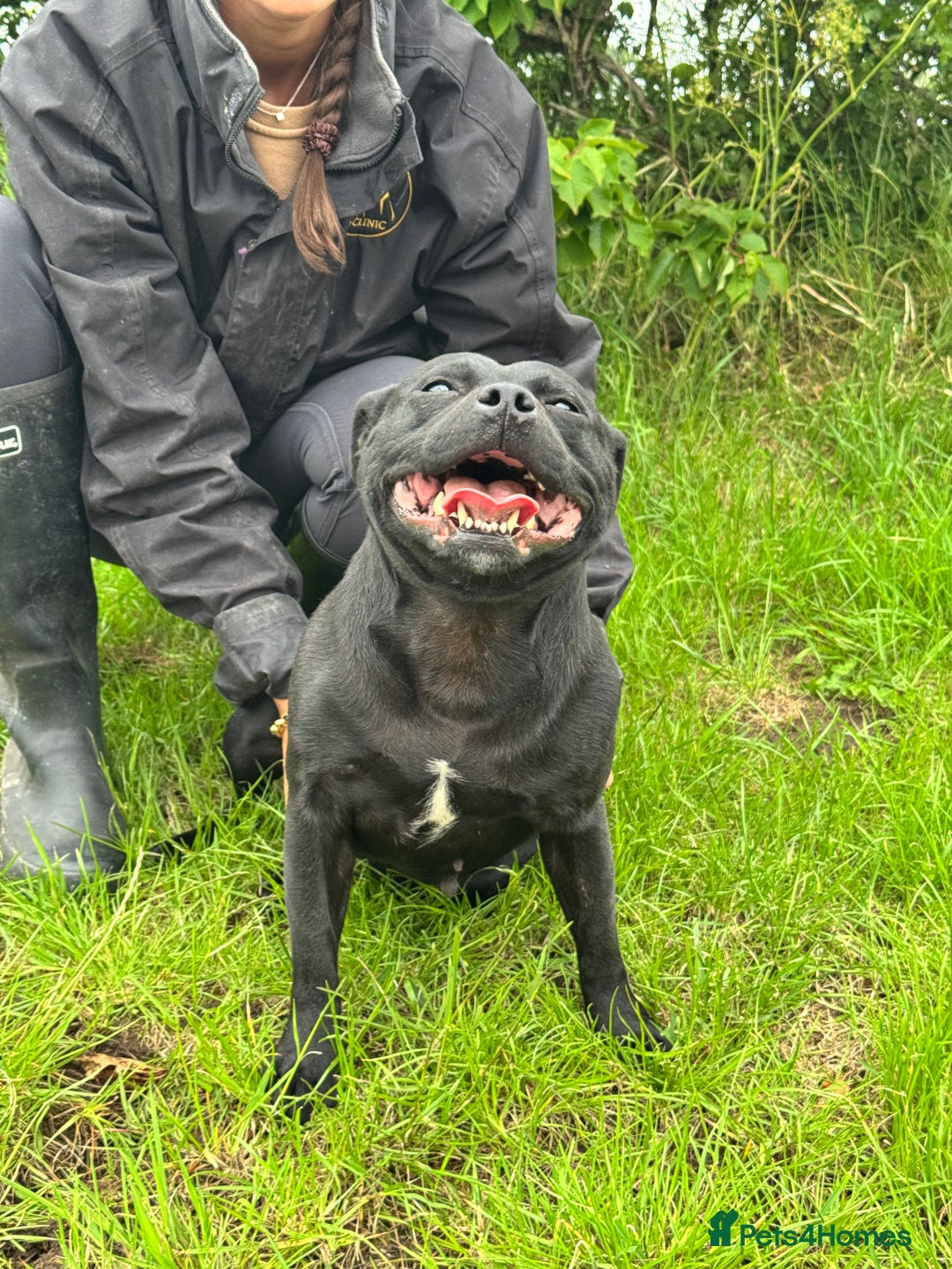 Staffordshire Bull Terrier dogs for sale: Quality Black to blue Staffordshire bull terrier - Image 17
