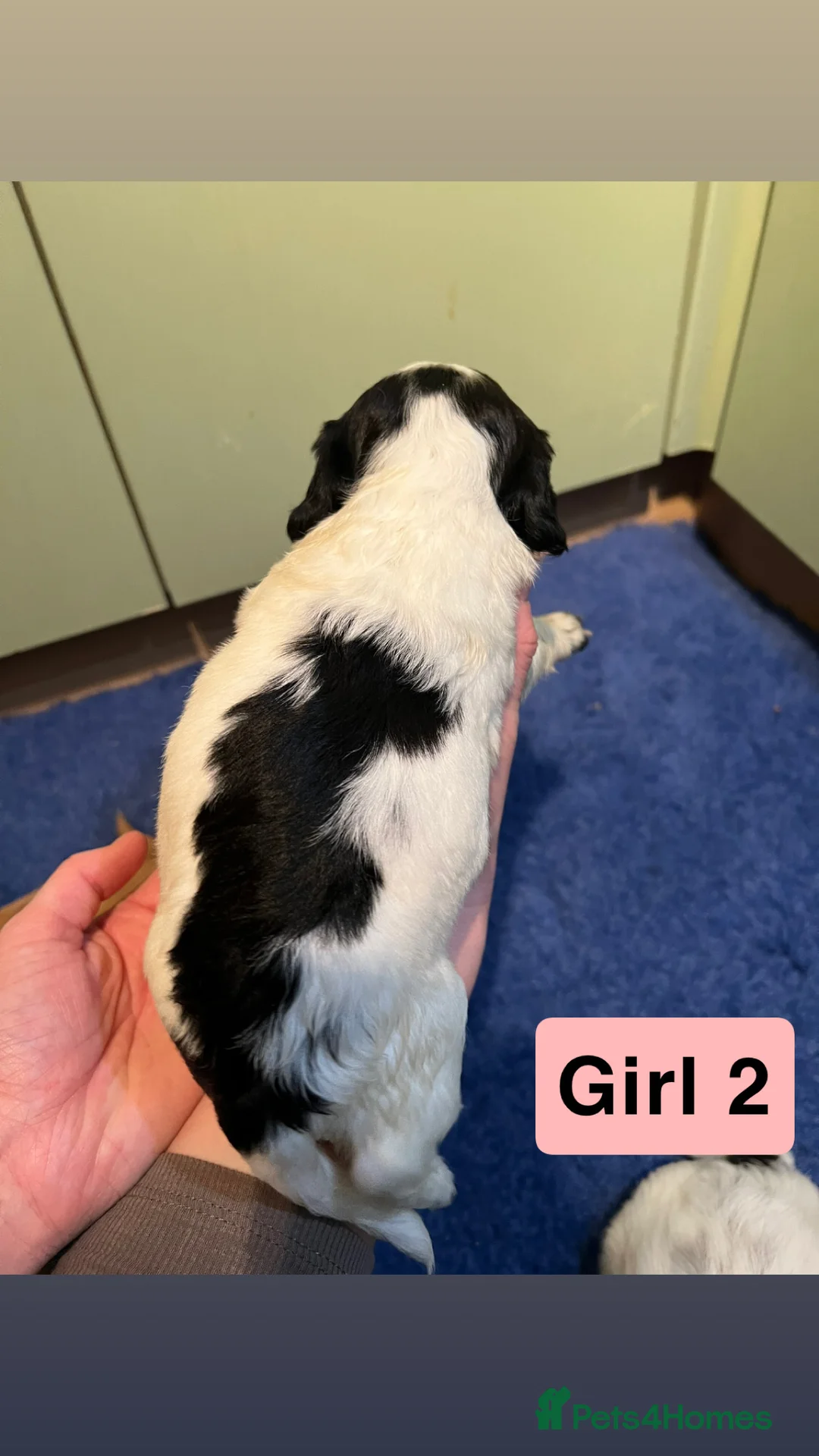 Cocker Spaniel dogs for sale: Kc Reg,health clear, working type cocker spaniel - Advert 11