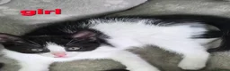 Mixed Breed cats for sale: 7 Beautiful Kittens Looking for Their Forever Home - Advert 7