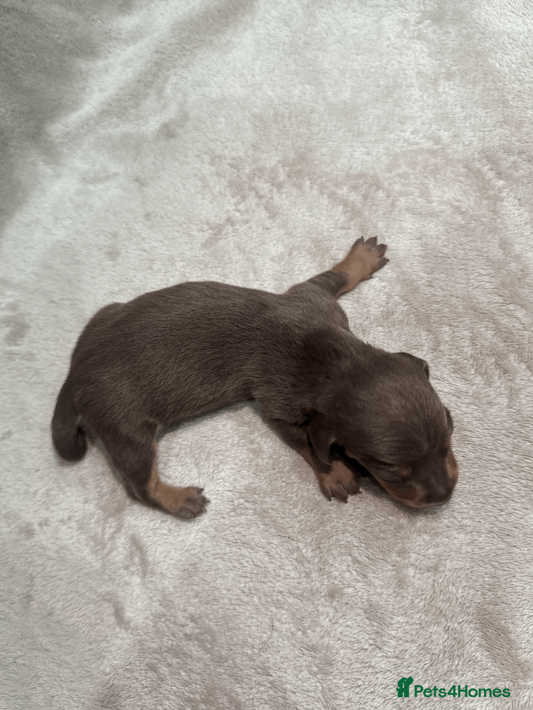 Miniature Dachshund dogs for sale: KC REG Smooth Hair Miniature Dachshund Puppies - Advert 32